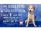 Adopt Rigatoni a Shepherd (Unknown Type) / Cattle Dog / Mixed dog in Midland