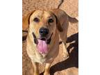 Adopt Rufus a Mastiff / Golden Retriever / Mixed dog in Midland, TX (39475859)