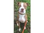 Adopt Pumpkin jr a American Staffordshire Terrier / Mixed dog in St Augustine