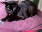 Adopt Viv a Black (Mostly) Domestic Shorthair (short coat) cat in Pottsville