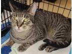 Adopt Zee Zee a Brown Tabby American Shorthair (short coat) cat in Staten
