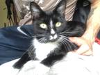 Adopt Rain a Black & White or Tuxedo American Shorthair (short coat) cat in