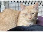 Adopt Biff a Orange or Red Tabby Domestic Shorthair (short coat) cat in