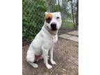 Adopt Fred a White - with Brown or Chocolate Pit Bull Terrier / Mixed dog in