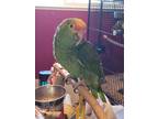 Adopt Casper a Green Amazon bird in Concord, CA (39473775)