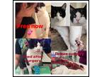 Adopt Fred a Black & White or Tuxedo Domestic Shorthair (short coat) cat in San