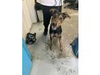 Adopt DOBBY a Black Doberman Pinscher / Mixed dog in Greenville, KY (39471005)
