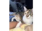 Adopt Poppy a Calico or Dilute Calico Domestic Shorthair (short coat) cat in