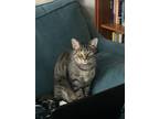 Adopt Lover Boy a Gray or Blue Tabby / Mixed (short coat) cat in Marietta
