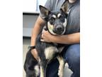 Adopt Athena a Black German Shepherd Dog / Mixed dog in Fresno, CA (39470426)
