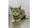 Adopt Sour a Brown or Chocolate Domestic Shorthair / Domestic Shorthair / Mixed