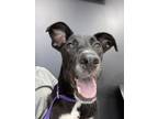 Adopt Sweet Pea a Black - with White Whippet / Miniature Pinscher / Mixed dog in