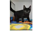 Adopt Jay a All Black Domestic Shorthair (short coat) cat in Manning
