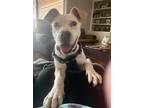 Adopt Hope a White Boxer / Mixed Breed (Medium) / Mixed (short coat) dog in