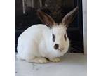 Adopt Maxwell a White Dwarf Hotot / Mixed rabbit in Westford, MA (39467404)