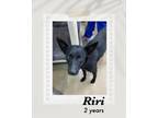 Adopt Queenie a Black Collie dog in Lukeville, AZ (39466683)