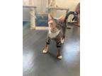 Adopt Emcee a Domestic Shorthair / Mixed (short coat) cat in Bourbonnais