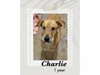 Adopt Charlie a Brown/Chocolate Shar Pei dog in Lukeville, AZ (39466681)