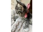 Adopt Martin a Gray, Blue or Silver Tabby Domestic Mediumhair (medium coat) cat