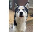 Adopt Meeko a Siberian Husky / Mixed dog in Matawan, NJ (39465265)