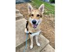 Adopt Rocky a Black Mixed Breed (Large) / Mixed dog in Fairfax, VA (39406783)