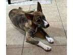 Adopt Wafer a Brindle Dutch Shepherd / Mixed dog in Evergreen, CO (39463009)
