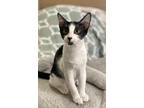 Adopt Simon a Black & White or Tuxedo Domestic Shorthair (short coat) cat in