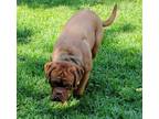 Adopt Rupert a Red/Golden/Orange/Chestnut Dogue de Bordeaux / Mixed dog in