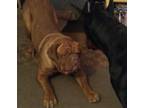 Adopt Thelma a Red/Golden/Orange/Chestnut Dogue de Bordeaux / Mixed dog in