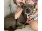 Adopt Teddy a Gray/Blue/Silver/Salt & Pepper American Staffordshire Terrier dog