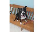 Adopt Lyla a Brindle Terrier (Unknown Type, Small) / Mixed dog in Altoona