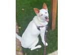 Adopt Luna a White German Shepherd Dog / American Eskimo Dog / Mixed dog in