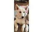 Adopt Jasmine a White Siberian Husky / Mixed dog in Horsham, PA (39457187)