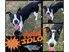Adopt Han Solo a Black American Pit Bull Terrier / Mixed Breed (Medium) / Mixed
