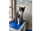 Adopt Chloe a Domestic Shorthair / Mixed (short coat) cat in St Augustine