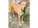Adopt Princess a Labrador Retriever / Mixed dog in St Augustine, FL (39456834)