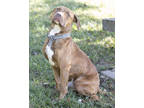 Adopt Cheeto a Brindle American Pit Bull Terrier / Mixed Breed (Medium) / Mixed