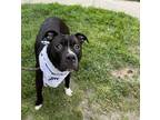 Adopt Twix a Black American Pit Bull Terrier / Mixed Breed (Medium) / Mixed