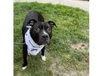 Adopt Twix a Black American Pit Bull Terrier / Mixed dog in Worcester