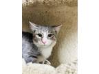 Adopt Errol a Gray or Blue Domestic Shorthair / Domestic Shorthair / Mixed cat