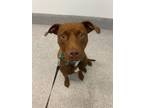 Adopt Maisie a Brown/Chocolate American Pit Bull Terrier / Mixed Breed (Medium)