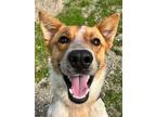 Adopt Fox a Red/Golden/Orange/Chestnut Australian Cattle Dog / Mixed dog in Fort
