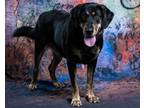 Adopt Leo a Black Labrador Retriever / Mixed Breed (Medium) / Mixed (short coat)