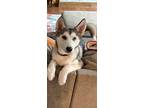 Adopt Daisy a Gray/Silver/Salt & Pepper - with White Siberian Husky / Mixed dog