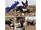 Adopt Einstein a Black - with White Pit Bull Terrier / Terrier (Unknown Type