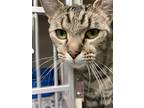 Adopt Daisy a Brown Tabby Domestic Shorthair (short coat) cat in Pottsville