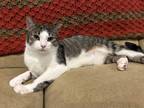 Adopt Terrell a Gray, Blue or Silver Tabby Domestic Shorthair (short coat) cat
