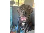 Adopt Cali a Labrador Retriever / American Pit Bull Terrier / Mixed dog in