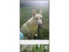 Adopt Sloan a White German Shepherd Dog / Mixed dog in Winston-Salem
