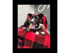 Adopt Scotch a Black - with White Border Collie / Mixed dog in Lexington